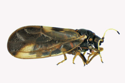 Psylloidea - Aphalaridae - Aphalara m18