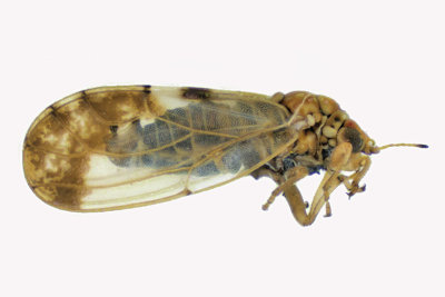 Psylloidea - Aphalaridae - Aphalara m18