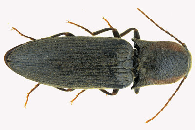 Click Beetle - Agriotes collaris m18