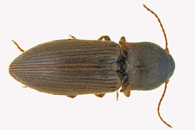 Click Beetle - Agriotes mancus sp2 1 m18