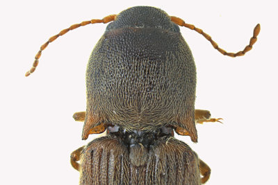 Click Beetle - Agriotes mancus sp2 2 m18