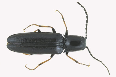 Click beetle - Oestodes tenuicollis sp3 m18