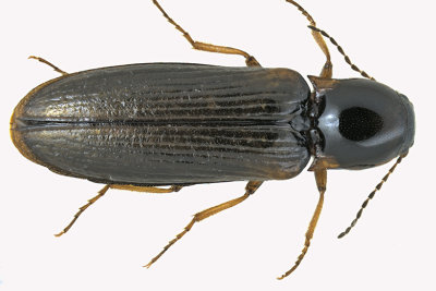 Click beetle - Oestodes tenuicollis sp4 1 m18 