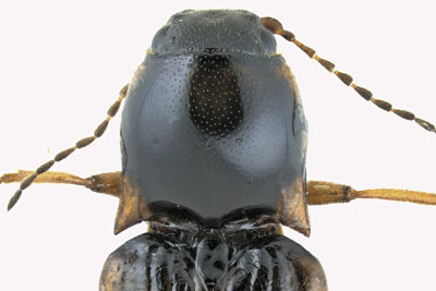 Click beetle - Oestodes tenuicollis sp4 2 m18