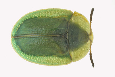 Leaf Beetle - Cassida rubiginosa m18