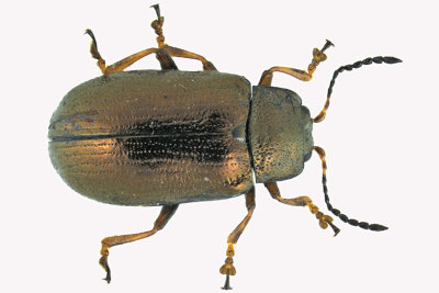 Leaf beetle - Phratora americana canadensis sp2 1 m18