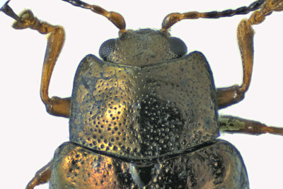 Leaf beetle - Phratora americana canadensis sp2 2 m18