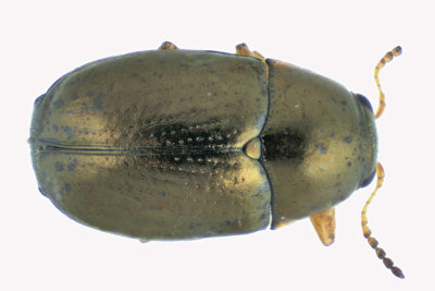 Leaf Beetle - Diachus auratus sp3 1 m18
