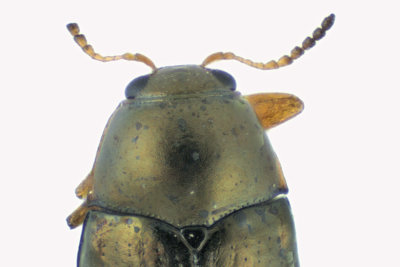 Leaf Beetle - Diachus auratus sp3 2 m18