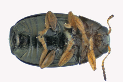 Leaf Beetle - Diachus auratus sp3 3 m18