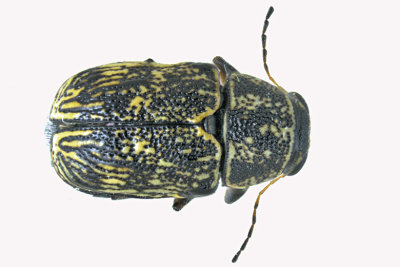 Leaf Beetle - Pachybrachis sp m18