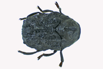 Leaf beetle - Warty Leaf Beetle - Exema sp2 1 m18