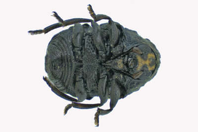 Leaf beetle - Warty Leaf Beetle - Exema sp2 2 m18