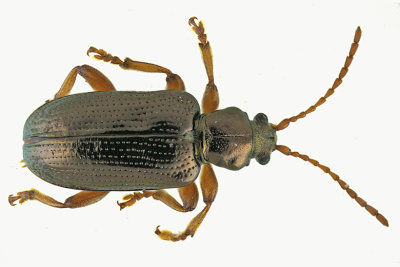 Aquatic Leaf Beetle - Plateumaris rufa sp2 1 m18
