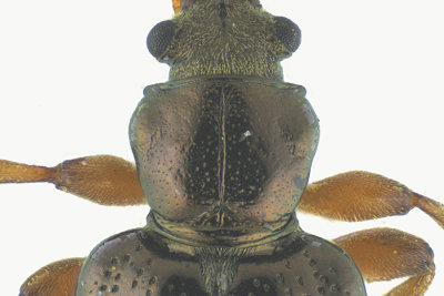 Aquatic Leaf Beetle - Plateumaris rufa sp2 2 m18