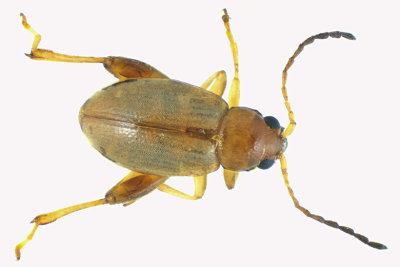 Leaf beetle - Flea Beetle - Glyptina sp  m18