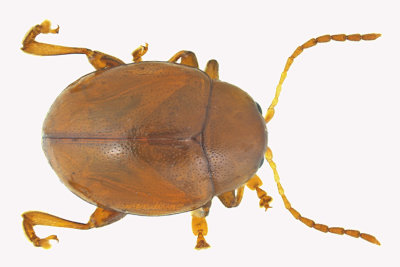 Leaf beetle - Flea Beetle - Sphaeroderma testaceum  m18