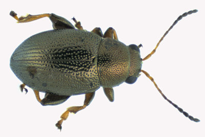 Leaf beetle - Chaetocnema sp m18