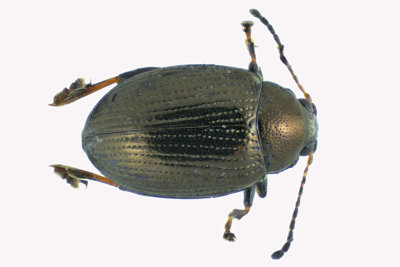 Leaf beetle - Chaetocnema sp3 1 m18