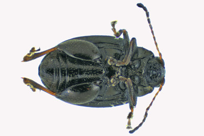 Leaf beetle - Chaetocnema sp3 2 m18