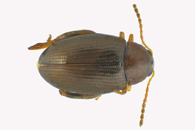 Leaf beetle - Chaetocnema sp2 1 m18