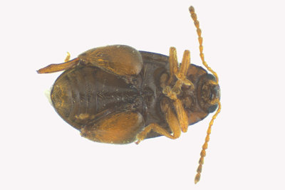 Leaf beetle - Chaetocnema sp2 2 m18