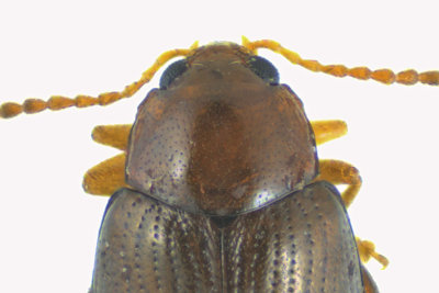 Leaf beetle - Chaetocnema sp2 3 m18