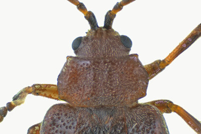 Leaf Beetle - Pyrrhalta viburni sp2 2 m18
