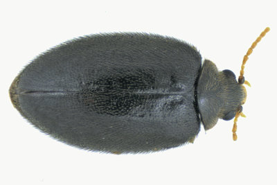 Marsh Beetle - Cyphon confusus sp3 1 m18