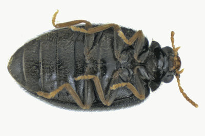 Marsh Beetle - Cyphon confusus sp3 2 m18