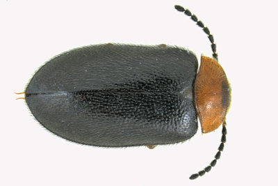 Marsh Beetle - Nyholmia collaris 1 m18