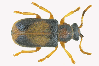 Megalopodid Leaf Beetle - Zeugophora varians m18