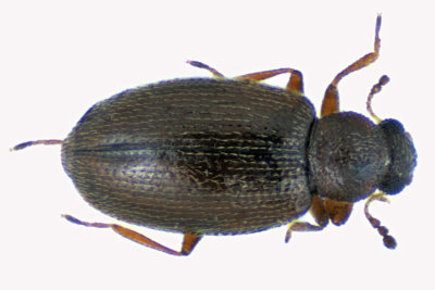 Minute Brown Scavenger Beetle - Corticariinae sp2 1 m18