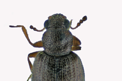 Minute Brown Scavenger Beetle - Corticariinae sp2 2 m18