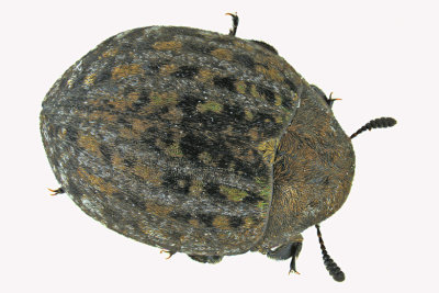 Pill Beetle - Cytilus alternatus m18