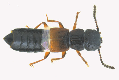 Rove beetle - Anotylus insecatus m18