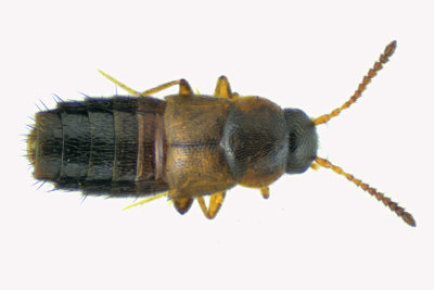 Rove Beetle sp2 m18