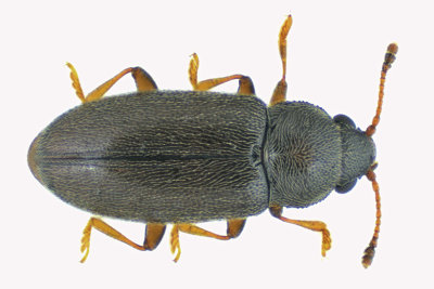 Silken Fungus Beetle - Telmatophilus typhae sp3 m18