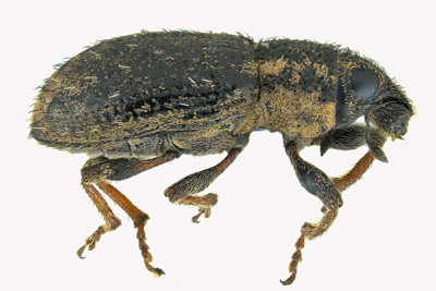 Weevil Beetle - Sitona hispidulus sp2 1 m18