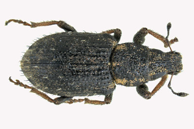 Weevil Beetle - Sitona hispidulus sp2 2 m18