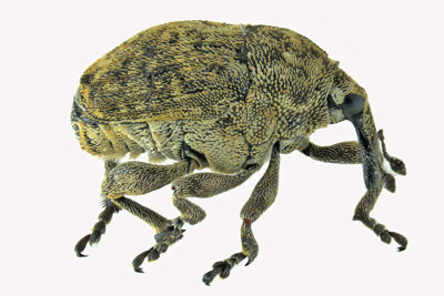 Weevil Beetle - Acanthoscelidius acephalus 1 m18