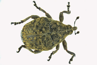 Weevil Beetle - Acanthoscelidius acephalus 2 m18