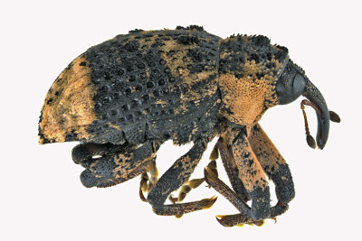 Weevil Beetle - Cryptorhynchus lapathi 1 m18