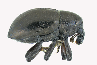 Weevil beetle - Tyloderma nigrum  1 m18