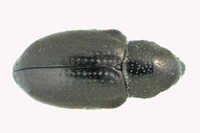 Weevil beetle - Tyloderma nigrum  2 m18