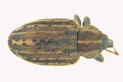 Weevil Beetle - Donus zoilus - Clover Leaf Weevil sp2 1 m18