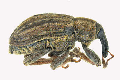 Weevil Beetle - Donus zoilus - Clover Leaf Weevil sp2 2 m18