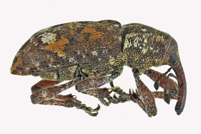 Weevil Beetle - Pissodes sp1 1 m18