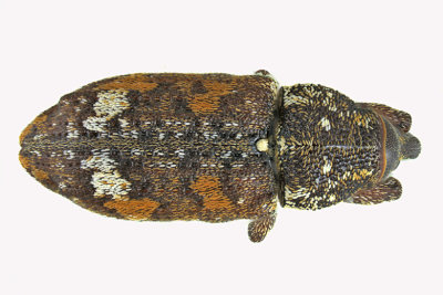 Weevil Beetle - Pissodes sp1 2 m18