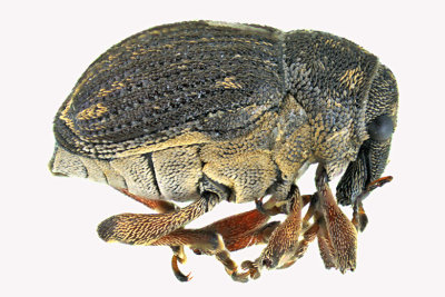 Weevil beetle - Rhinoncus pericarpius 1 m18